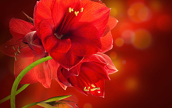 Plants, Flowers HD wallpaper