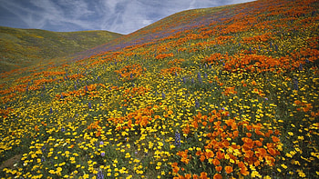 Summer Carpet, carpet, summer, meadow, nature, flowers HD wallpaper