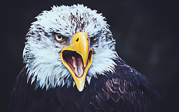 Bald Eagle, , predators, USA symbol, creative, birds of North America, eagle, close-up, Haliaeetus leucocephalus, Bald Eagle , R HD wallpaper