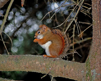 Just Busy Eating, fur, limb, squirrel, tree HD wallpaper