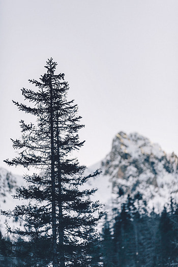 Winter, Nature, Mountain, Wood, Tree HD phone wallpaper