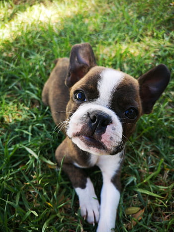 Cute Boston Terrier puppy sitting on grass, looking up with charm. HD phone wallpaper