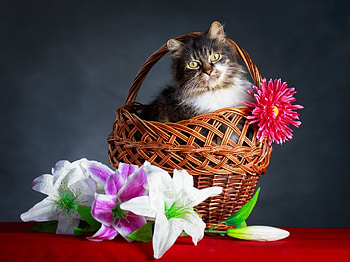 Spring~Easter Cat, basket, Easter, cat, flowers, Spring, lilies HD wallpaper