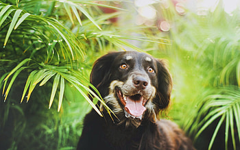 Animals, Leaves, Plant, Dog, Muzzle HD wallpaper