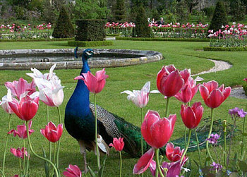 Peacock in the Garden, birds, animals, garden, nature, flowers, peacock HD wallpaper