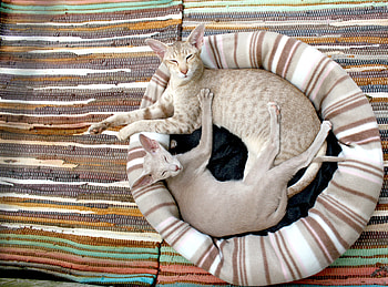Animals, Couple, Pair, To Lie Down, Lie, Mat, Siamese Cat, Rug HD wallpaper