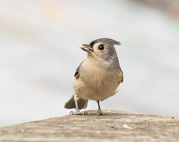 Tufted titmouse (Baeolophus bicolor) in Prospect Park, Brooklyn, NY USA, Animal, titmouse HD wallpaper