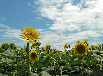 Flowers, Sunflowers, Sky, Summer, Field, Sunny HD wallpaper
