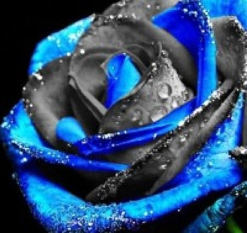 ღ❤ღ, rose, petals, flower, drops, macro HD wallpaper