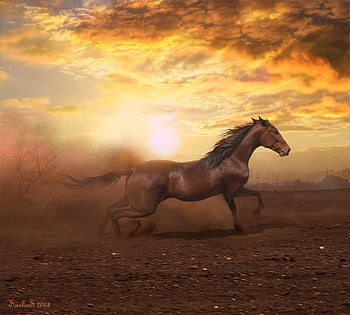Sunset run, golden clouds, horse, brown, galloping, spirit, sunset HD wallpaper