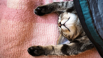 pretty kitten | Cute kitten | | Pinterest | Cute . HD wallpaper
