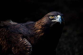 High-Resolution Golden Eagle , Striking Background, Masterful Capture HD wallpaper