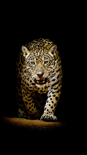 Jaguar, Jungle Animal HD phone wallpaper