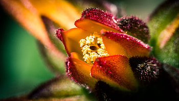 Flower, Macro, Close-Up, Form HD wallpaper