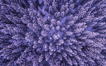 Snowy forest, aerial view, snowfall, winter, trees HD wallpaper