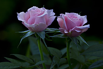 Flowers, Roses, Petals, Buds HD wallpaper
