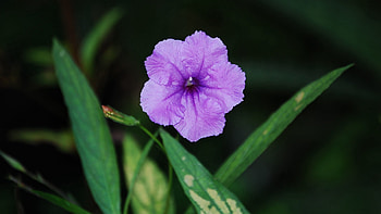 Flowers, Leaves, Night, Flower, Close-Up HD wallpaper