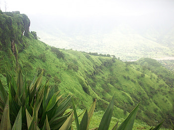 On d top, nature, forest, green HD wallpaper