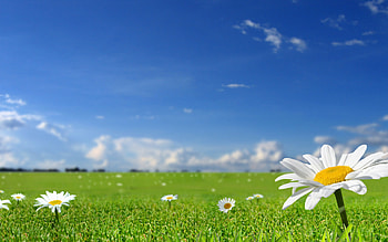 Plants, Flowers, Camomile HD wallpaper