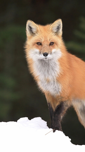 Fox, Cute Animal HD phone wallpaper