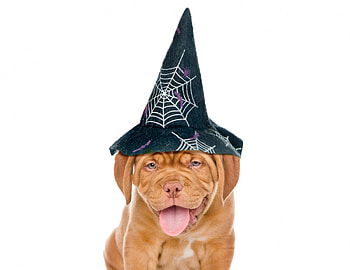 Happy Halloween!, dog, animal, cute, witch, halloween, puppy, tongue, hat, caine HD wallpaper