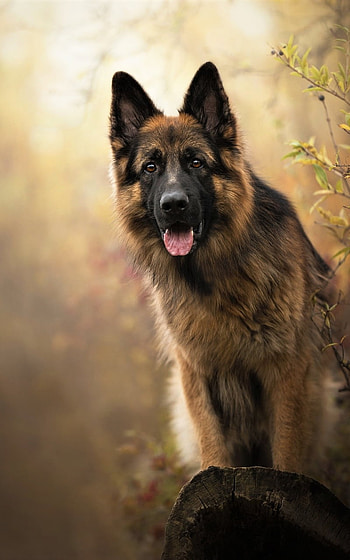 Autumn Guardian — German Shepherd , dog, Animal, german shepherd HD phone wallpaper