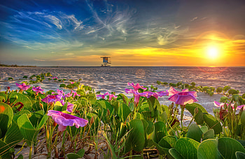 Beach Morning Glory Flower at Sunrise, rays, island, morning, glow, glory, park, beach, sunrise, reef, summer, wildflowers, sands, flowers, sky, sunset, ocean HD wallpaper