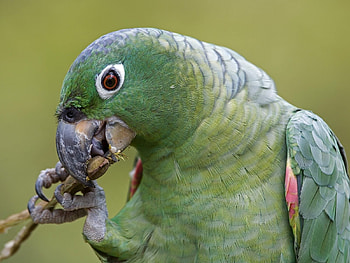 Animals, Birds, Parrots HD wallpaper