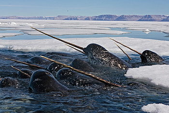 Narwhal, Tusk size indicates fertility HD wallpaper