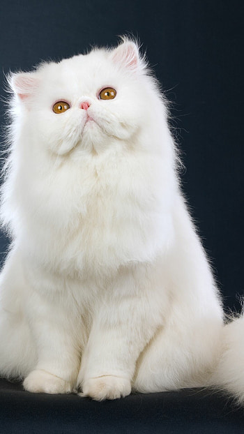 Persian Cat, White beauty, Elegant pose, Captivating eyes HD phone wallpaper