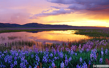 Landscape, Flowers, Sunset HD wallpaper