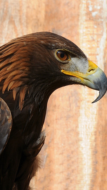 Eagle , Visual Splendor, Stunning Showcase, Wall Decor HD phone wallpaper