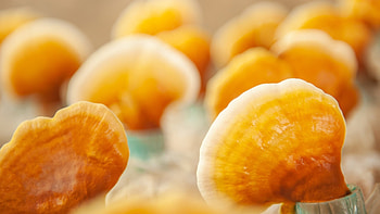 Reishi mushroom, Health benefits, Herbal medicine, Natural remedies HD wallpaper