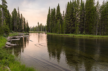 Nature, Rivers, Grass, Forest, Driftwood HD wallpaper