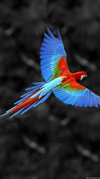 Best birds HD phone wallpaper