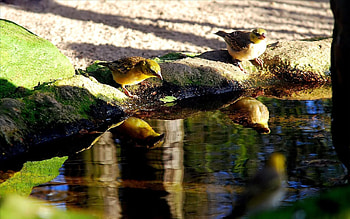 Animals, Birds, Water, Reflection, Shore, Bank, Drink, Thirst HD wallpaper