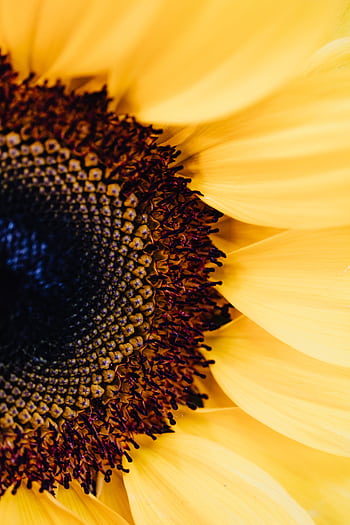Detailed macro of a sunflower, capturing vibrant yellow petals and intricate stamen details. HD phone wallpaper