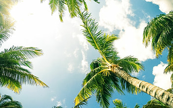 Green coconut palm, Macbook Pro HD wallpaper