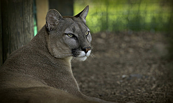 Animals, Puma, Predator, Wildcat, Wild Cat, Mountain Lion, Cougar HD wallpaper