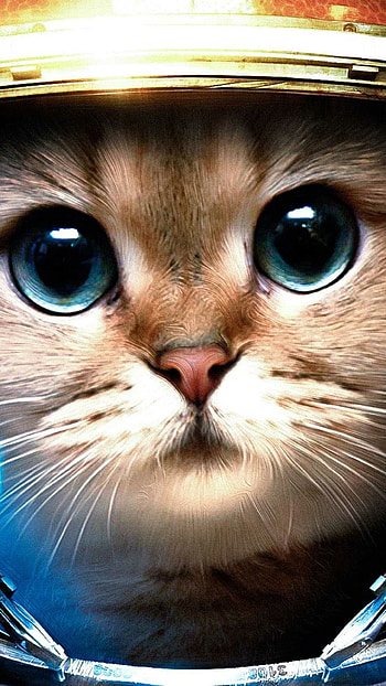 Kitten , Lovely companion HD phone wallpaper