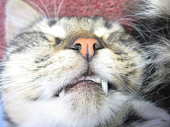Animals, Cats HD wallpaper