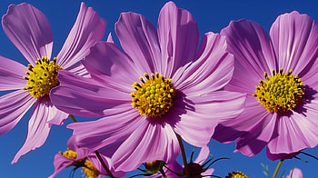 Pink Blossom Bliss for , nature, flower, pink flower HD wallpaper