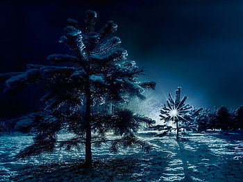Winter night light, night, winter, beautiful, dark, tree, shadows, moon, light, snow, sky HD wallpaper