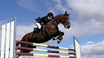 Horse riding , backgrounds, Equestrian beauty, Equine grace HD wallpaper