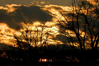 Nature, Trees, Sky, Clouds, Color, Outlines HD wallpaper