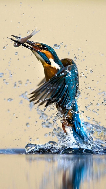 Colorful bird, Catching a fish, 6, Pet birds HD phone wallpaper