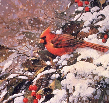winter birds, northeast, birds HD wallpaper