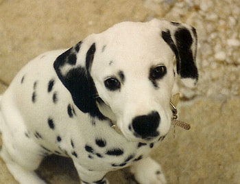 Come on, you know you want me., dog, cute, puppy, lovely HD wallpaper