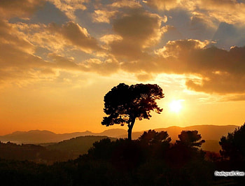 sunset, clouds, set, sun, tree HD wallpaper