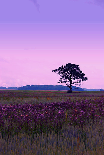 Nature, Flowers, Trees, Grass, Wood, Tree HD phone wallpaper
